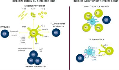 Tregs in Autoimmunity: Insights Into Intrinsic Brake Mechanism Driving Pathogenesis and Immune Homeostasis